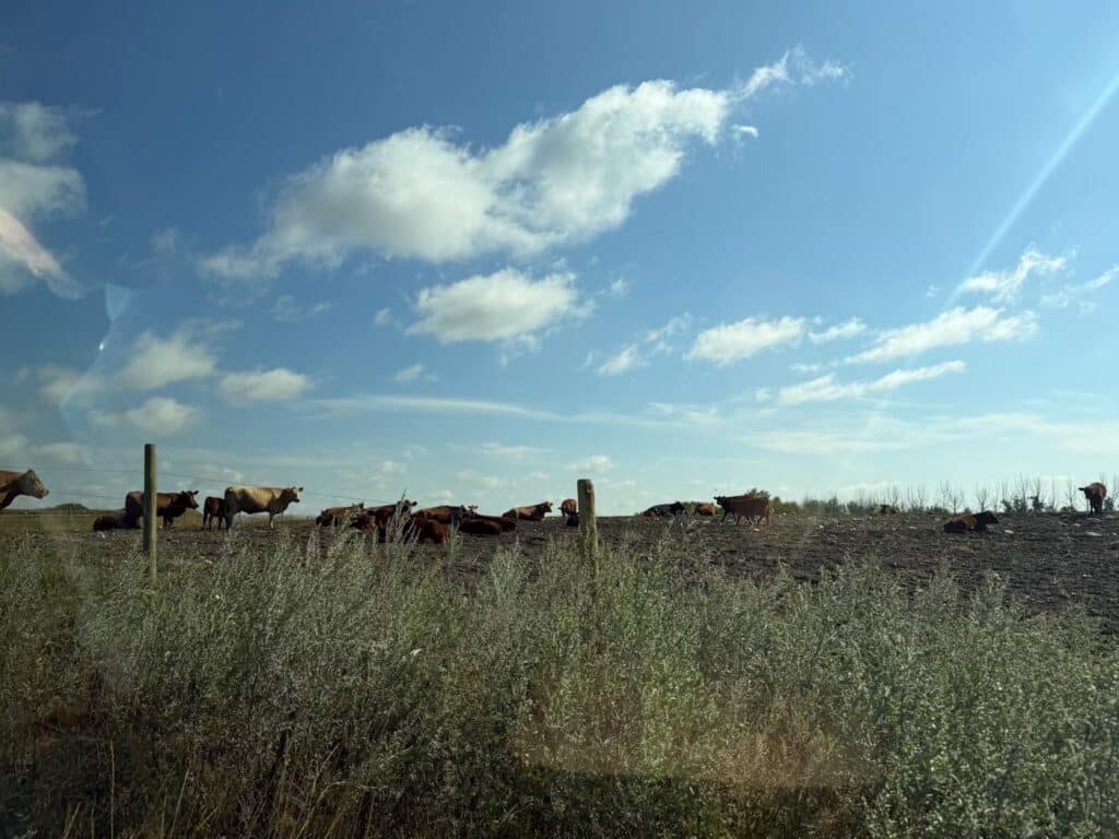 Cattle grazing along the ridge under a wide prairie sky
